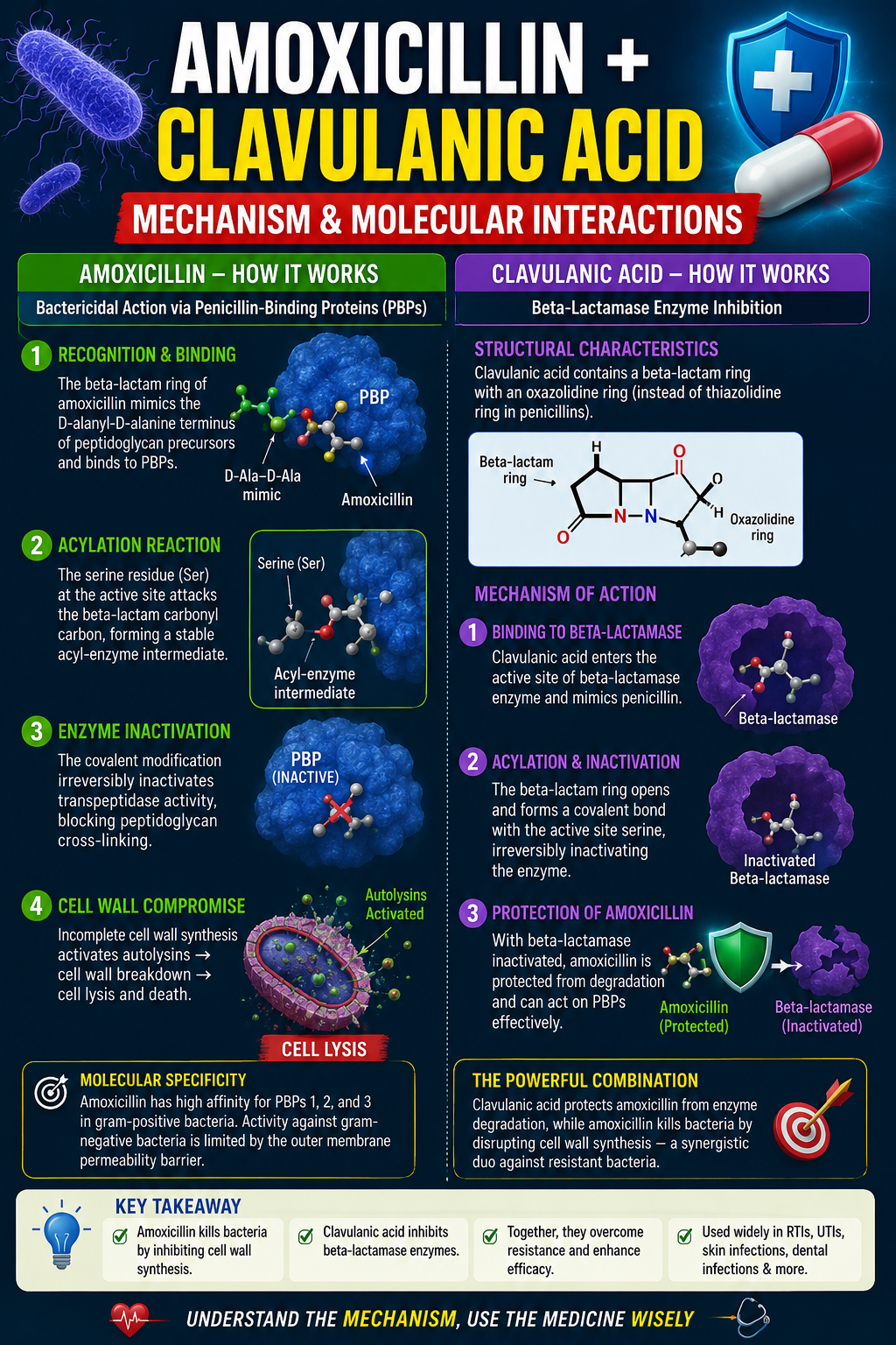 Co Amoxiclave Mode of Action – Mechanism and Molecular Interactions