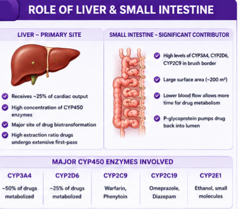 Role of the Liver and Small intestine 