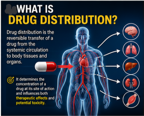 Definition of Drug Distribution