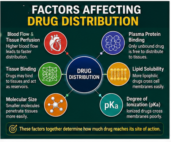 Factors effecting Drug Distribution