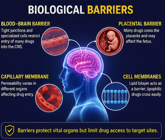The Blood-Brain Barrier (BBB