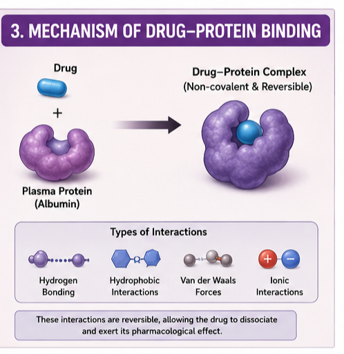 Mechanism of Drug–Protein Binding