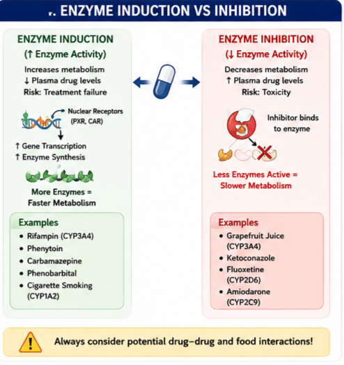 Enzyme Induction and Inhibition