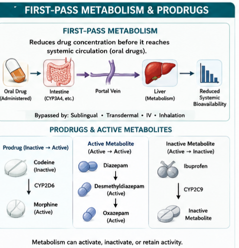 First-Pass Metabolism 