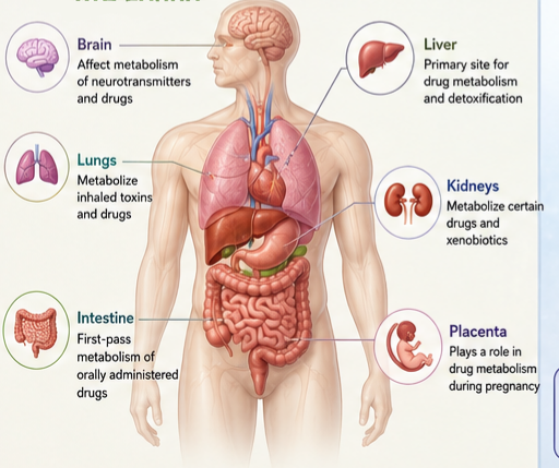 Where CYP450 Enzymes Are Found