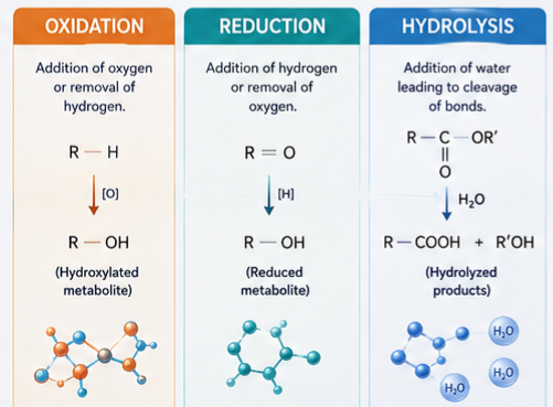 Type of Phase 1 Reaction