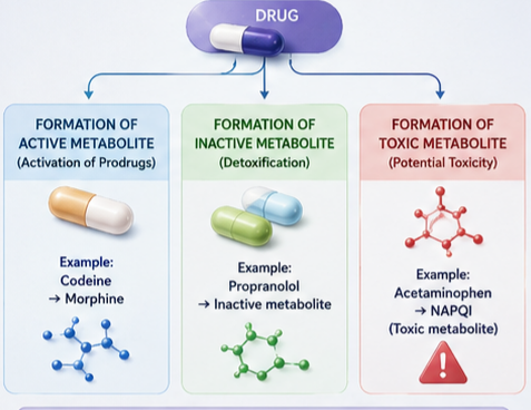 Clinical Significance of Phase 1 Metabolism 
