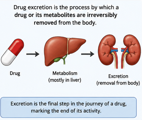 What Is Drug Excretion?