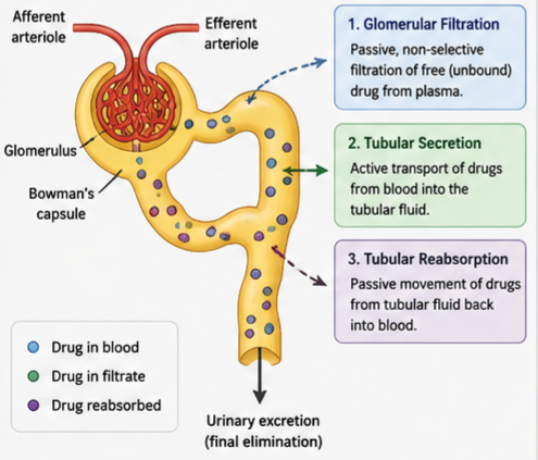Mechanisms of Renal Drug Excretion