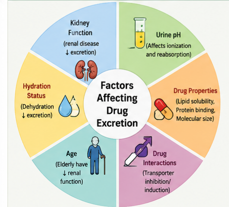Factors Affecting Drug Excretion
