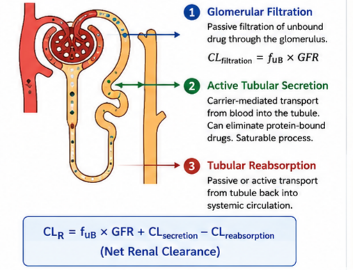 Drug Clearance in Renal