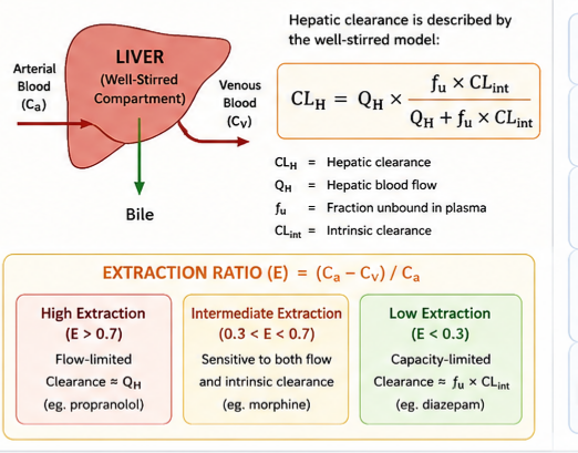 Heitic Drug Clearance