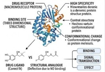 The Scientific Definition of Drug Receptors 