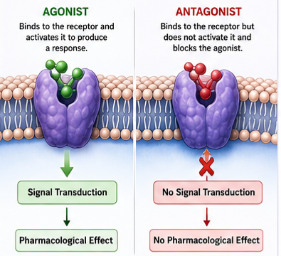 Drug Receptors Action 
