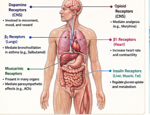 Where Are Drug Receptors Located?