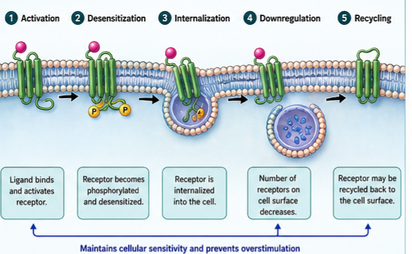 Drug Receptors Desensitization and Downregulation