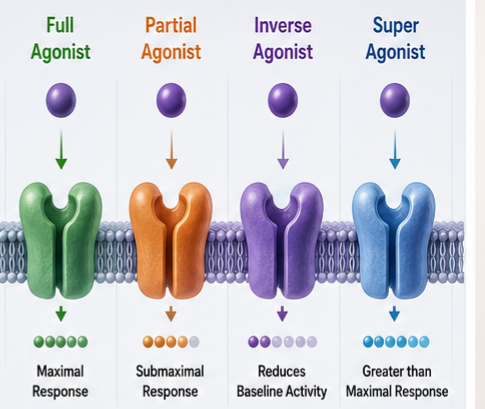 Agonists and Antagonists Facts