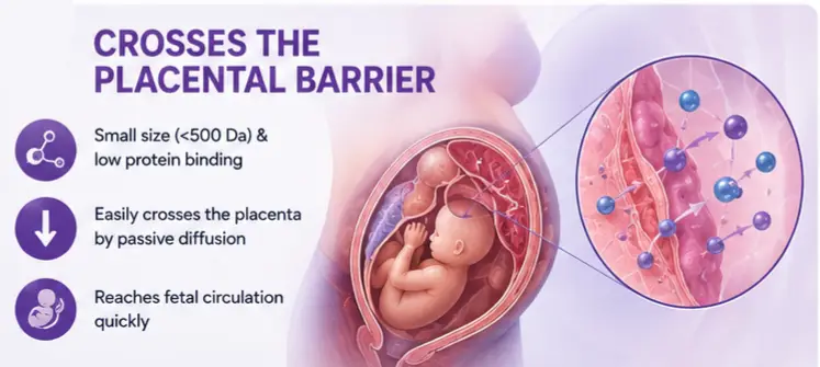 Is Co-Amoxiclav Safe During Pregnancy