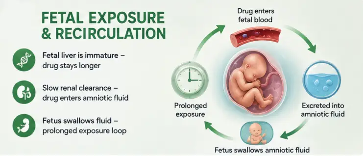 Is Co-Amoxiclav Safe During Pregnancy