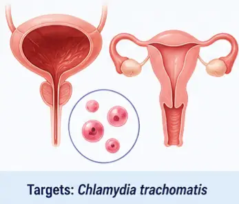 Azithromycin Uses and Side Effects