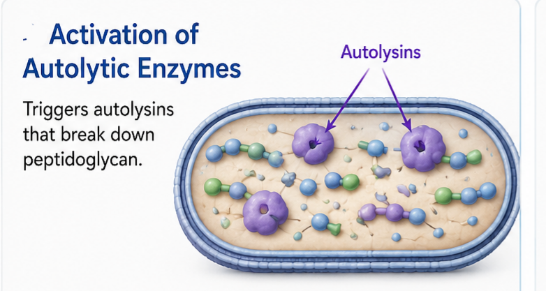 secrets of cefixime