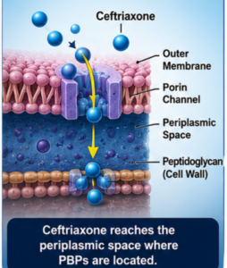 Ceftriaxone Sodium Uses