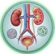 What Is Cephalexin Used For