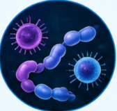 What Is Clarithromycin Used to Treat