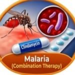Clindamycin uses