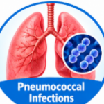 Phenoxymethylpenicillin (Penicillin V) Uses