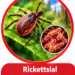 Tetracycline Uses