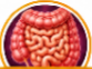 gentamicin injection