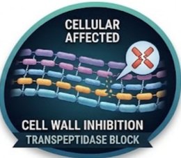 Miracle Drug or Risky Business Ceftazidime, Miracle Drug, Risky Business, Antibiotic Resistance, Superbug Killer, Ceftazidime Avibactam, Pseudomonas Aeruginosa, Cystic Fibrosis Treatment
