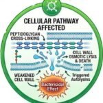 cefazolin, cefazolin exposed, cefazolin injection, cefazolin uses, cefazolin dosage, cefazolin side effects, cefazolin for surgery, cefazolin surgical prophylaxis, cefazolin antibiotic,